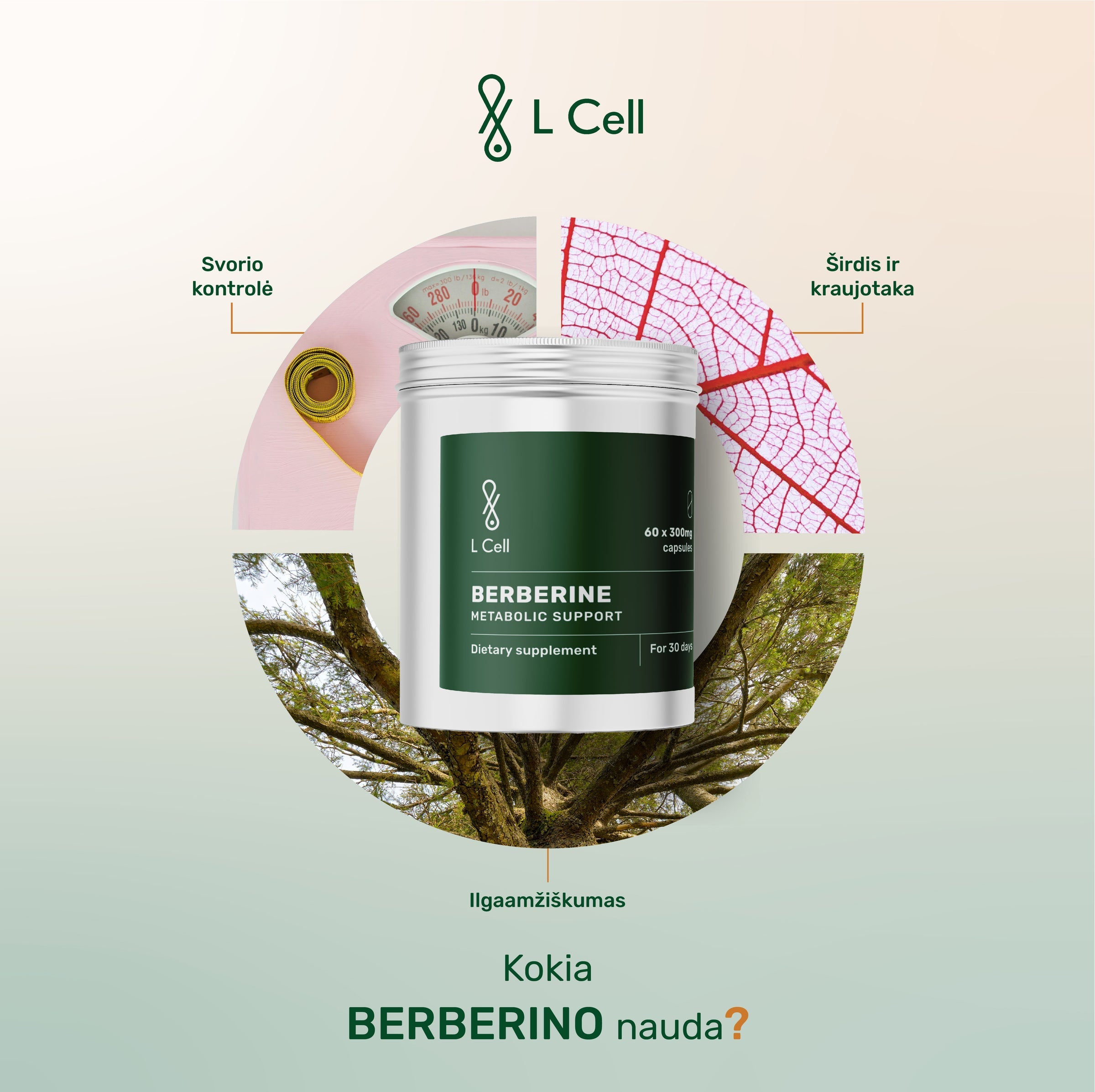 L Cell Berberyna, kapsułki 300 mg, 60 kapsułek