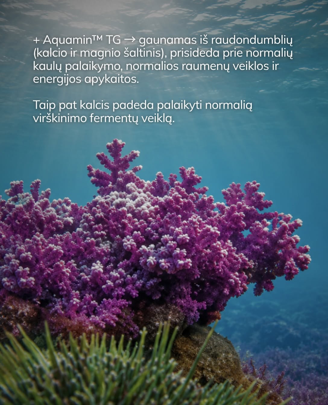 GraSole Hydracreatine + Electrolytes (braškių skonio)